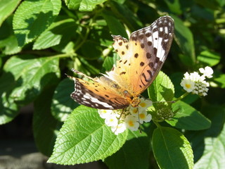 羽が傷ついた蝶