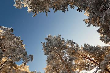 winter forest with snow-covered branches of trees. fairy beauty.