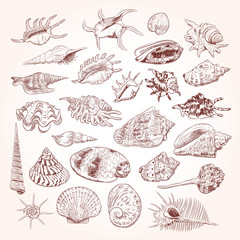 Unique museum collection of sea shells rare endangered species, molluscs Gastropoda Bivalvia Venus comb murex Corculum cardissa Tridacna squamosa Muricidae Brown contour on white background. Vector © EkaterinaP