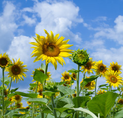  Yellow of sunflowers