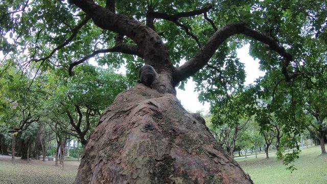 4K of A Cute Pallas's Squirrel Walking And Feel Curious On The Branch Of A Tree At The Daan Park Forest, Taipei-Dan