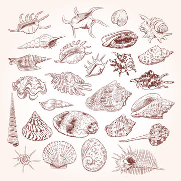 Unique museum collection of sea shells rare endangered species, molluscs Gastropoda Bivalvia Venus comb murex Corculum cardissa Tridacna squamosa Muricidae Brown contour on white background. Vector