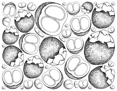 Hand Drawn Background of Sugar Palm Fruits