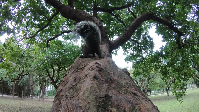 4K of A Cute Pallas's Squirrel Walking And Feel Curious On The Branch Of A Tree At The Daan Park Forest, Taipei-Dan