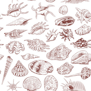 seamless pattern Unique museum collection of sea shells rare endangered species, molluscs Gastropoda Bivalvia Venus comb murex Corculum cardissa Muricidae Brown contour on white background. Vector