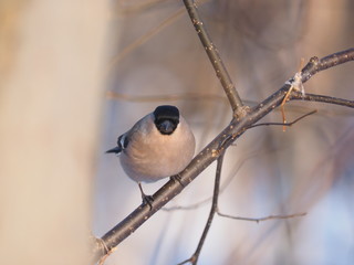 bullfinch on a branch in the forest