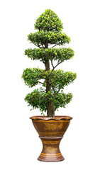 Banyan tree isolated