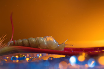 Snail on the petal