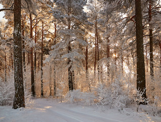 winter forest with snow-covered branches of trees. fairy beauty.