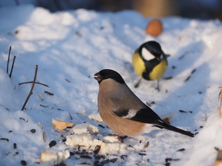bullfinch on a branch in the forest