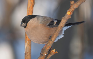 bullfinch on a branch in the forest