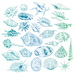 Unique museum collection of sea shells rare endangered species, molluscs Bivalvia Venus comb murex Corculum cardissa Tridacna squamosa Muricidae blue green contour on white background. Vector © EkaterinaP