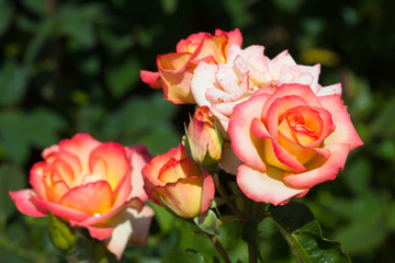 Blooming roses, flower