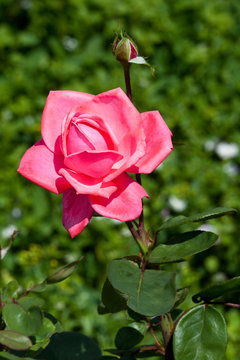 Blooming roses, flower