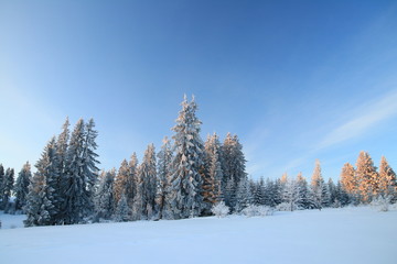 Cold winter morning on mountain, pine forest and blue 