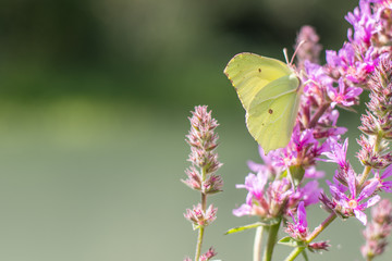 Green butterfly on pink flowers 