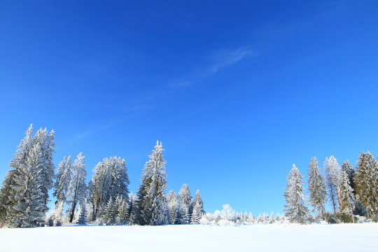 Winter blue sky over pine forest