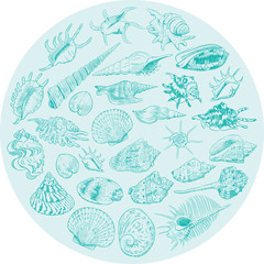 Round composition Summer concept with Unique museum collection of sea shells rare endangered species, molluscs Blue contour on teal white background. card banner design. Vector