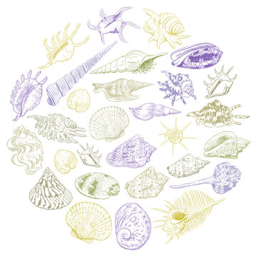 Round composition Summer concept with Unique museum collection of sea shells rare endangered species, molluscs Khaki brown purple contour on white background. card banner design. Vector