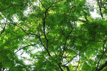 Fototapeta premium Tropical green leaf and blue sky. high contrast