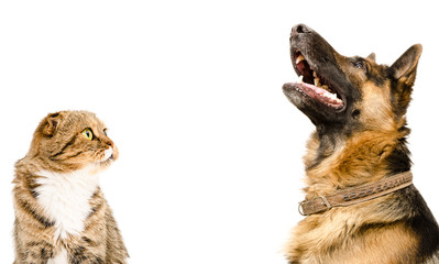 Portrait of Scottish Fold cat and German Shepherd dog, looking up, isolated on white background