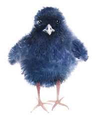 A little fluffy baby of a rail bird. Funny black chick. Watercolor illustration isolated on white background.