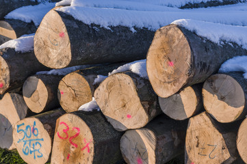 Polter gestapelte gefällte Baumstämme im Winter Querschnitt mit Markierungen,  Schnee,...