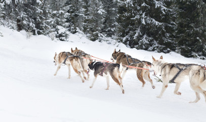 Iditarod Husky sled competition
