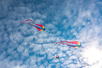 Colourful kites