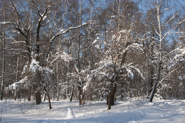 Winter landscape with a park