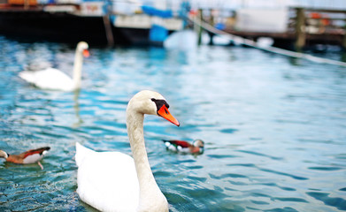 white swan with a red beak floating in a blue lake