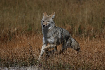 Coyote in Yellowstone NP USA