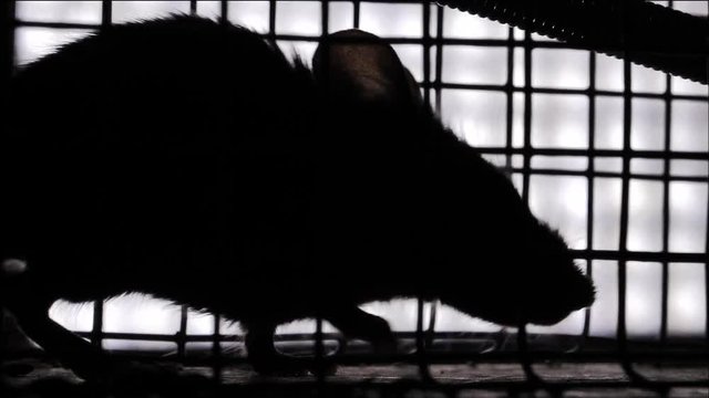 Rodent pest control, mouse in humane catch release trap, slow motion macro.mov