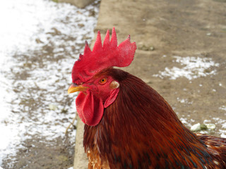 Red rooster portrait