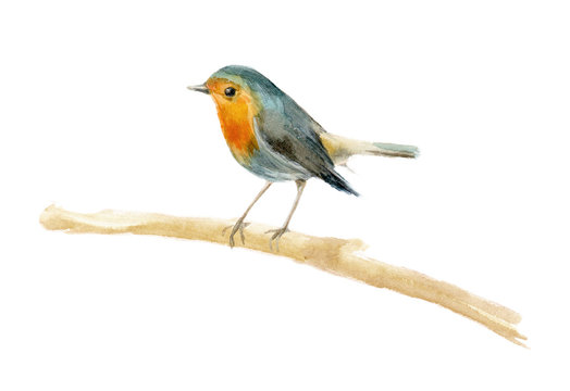Watercolor bird Robin. Element for the design of posters, wedding invitations, Christmas compositions. Isolated background.