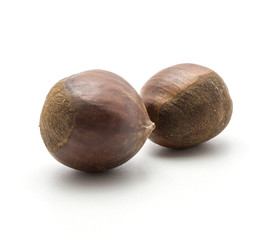 European chestnuts two Spanish edible isolated on white background raw fresh brown nuts.