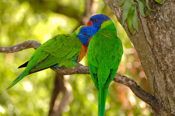 Love Birds