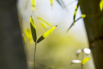 beautiful Bamboo forest in forest with nice color