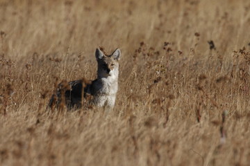 Coyote in Yellowstone NP USA