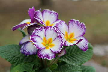 Closeup view flower primula. Spring flower ornamental primula with green leafs . View from above of floral pattern. Primula is a genus of herbaceous flowering plants .