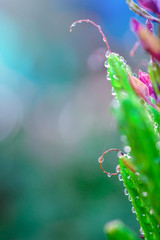 water drops on leaf in fresh garden.