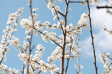Cerisier en fleurs