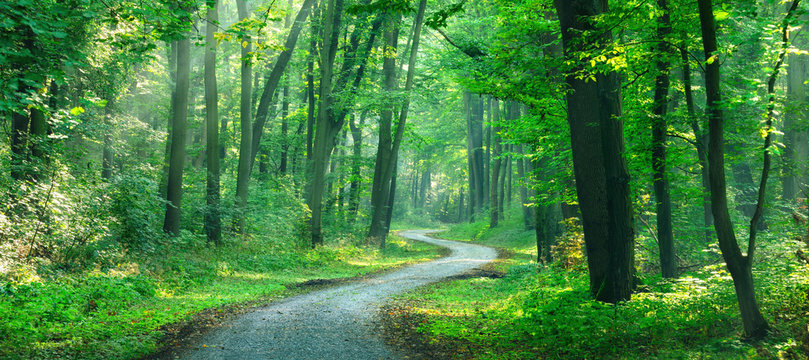 Wanderweg windet sich durch sonnigen gr&uuml;nen Wald