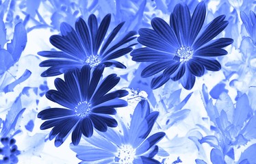 BLUE AND WHITE GERBER DAISY 