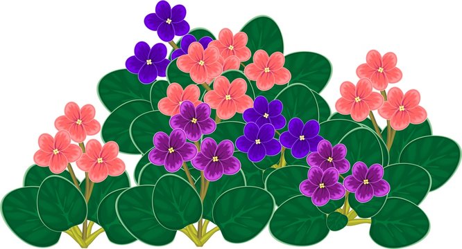 Group of flowering African violets (Saintpaulia) with flowers of different colors