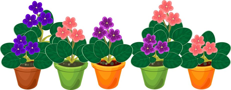Horizontal group of flowering African violets (Saintpaulia) plant in flower pots