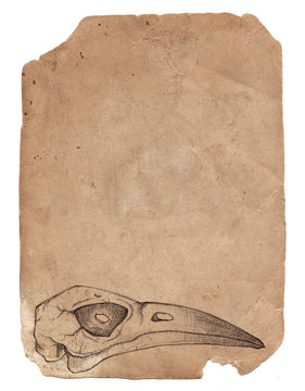 Old vintage paper with bird skull. Grunge background