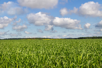 Green wheat on a field.