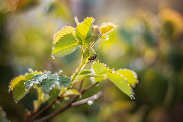 Morning raindrops on green leaves