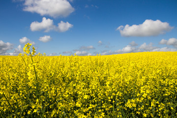 Fototapeta premium Landscape with rapeseed flowers.